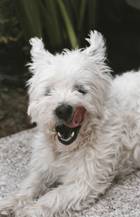 Westhighland-Terrier der nach dem fressen zufrieden in der Sonne liegt.